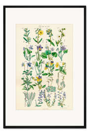 Gerahmter Kunstdruck Wildblumen, Fig. 141-160