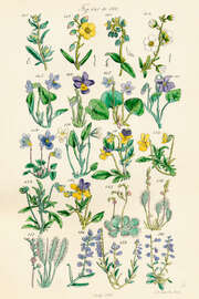 Magnettafel Wildblumen, Fig. 141-160