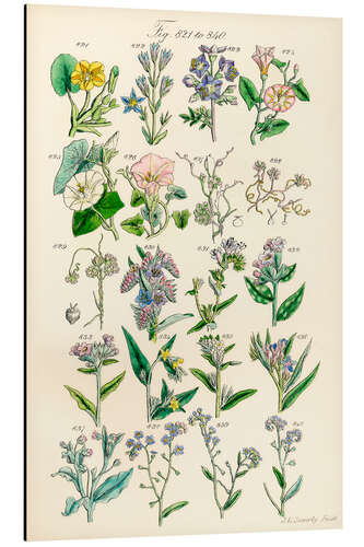 Aluminium print Wildflowers, fig. 821-840