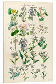 Aluminium print Wildflowers, fig. 821-840