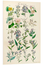 Foam board print Wildflowers, fig. 821-840