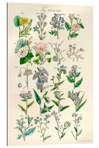 Gallery Print Wildblumen, Fig. 821-840