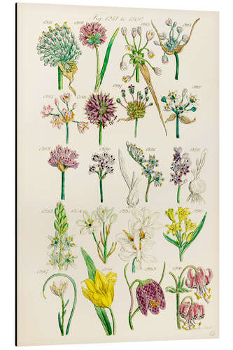 Aluminium print Wildflowers, fig. 1281-1300