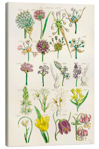 Canvas print Wildflowers, fig. 1281-1300