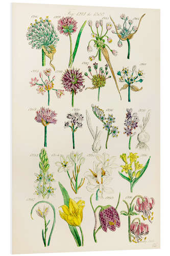 Foam board print Wildflowers, fig. 1281-1300