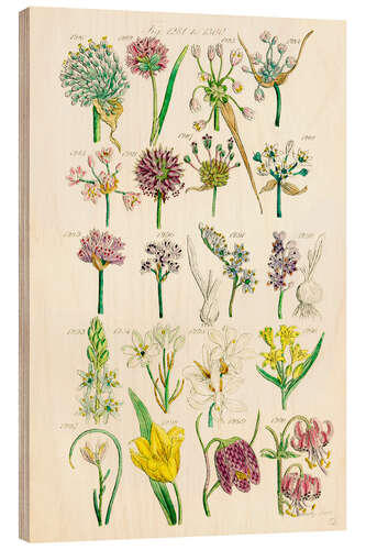 Wood print Wildflowers, fig. 1281-1300