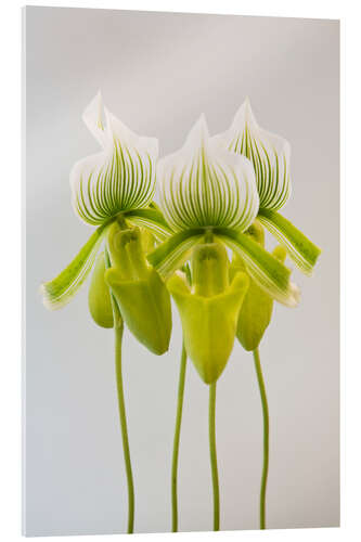 Acrylglasbild Paphiopedilum maudiae Femma Orchidee