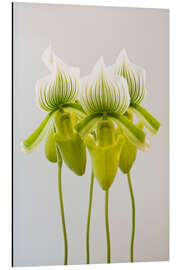 Quadro em alumínio Paphiopedilum orchid maudiae Femma