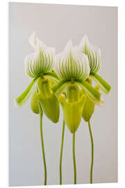 Foam board print Paphiopedilum orchid maudiae Femma