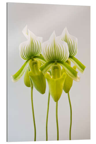 Gallery print Paphiopedilum orchid maudiae Femma