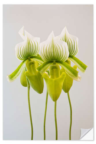 Selvklæbende plakat Paphiopedilum orchid maudiae Femma