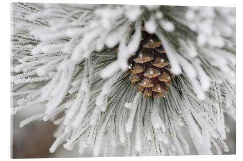 Acrylic print Pinecone in frost