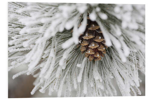 Foam board print Pinecone in frost