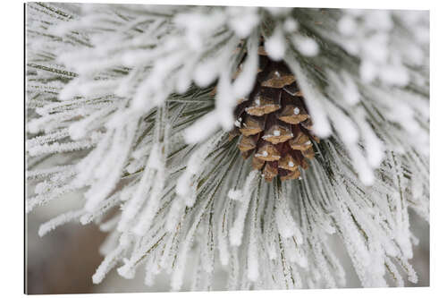 Gallery print Pinecone in frost