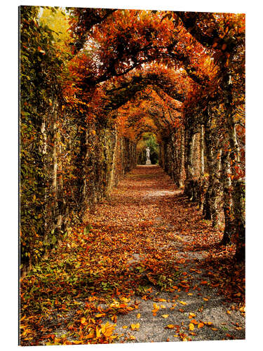 Galleritryk Hornbeam, Ireland