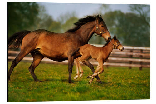 Aluminium print Horses in Ireland