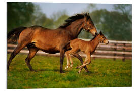 Aluminium print Horses in Ireland