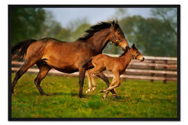 Gerahmter Kunstdruck Pferde in Irland