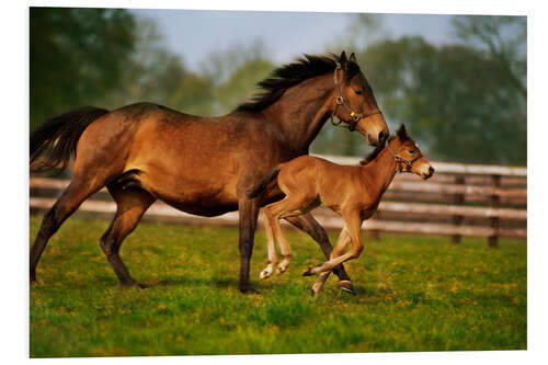 Foam board print Horses in Ireland