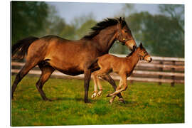 Galleriprint Hester i Irland