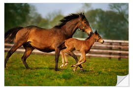 Sticker mural Chevaux en Irlande