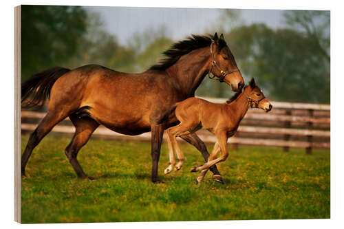 Wood print Horses in Ireland