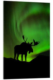 Acrylic print Moose silhouette with Aurora borealis