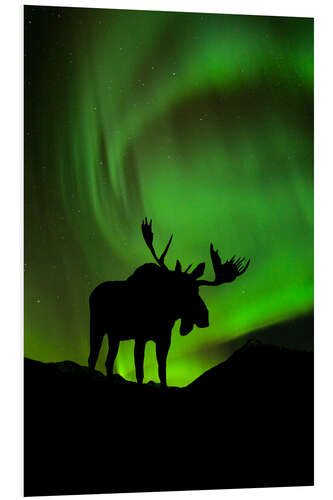 Foam board print Moose silhouette with Aurora borealis