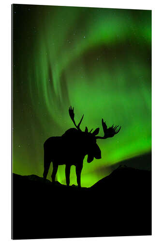 Gallery print Moose silhouette with Aurora borealis