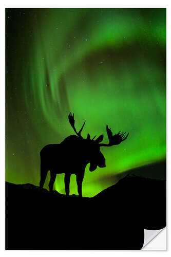 Naklejka na ścianę Moose silhouette with Aurora borealis