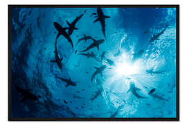 Gerahmter Kunstdruck Graue Riffhaie