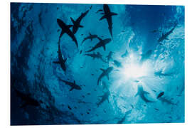 Foam board print Grey Reef Sharks