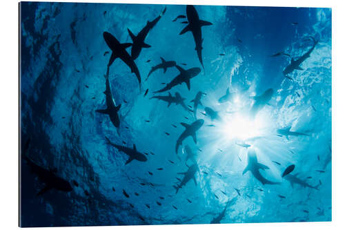 Gallery print Grey Reef Sharks