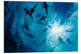 Magnettafel Graue Riffhaie