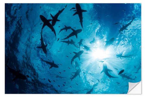 Wall sticker Grey Reef Sharks