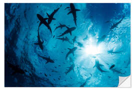 Wall sticker Grey Reef Sharks