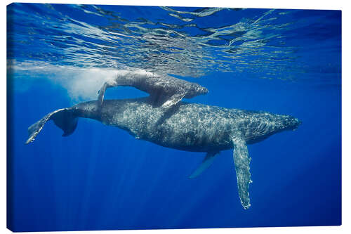 Quadro em tela Humpback whale with calf