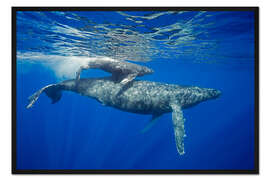 Gerahmter Kunstdruck Buckelwal mit Kalb
