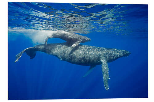 Bilde på skumplate Humpback whale with calf