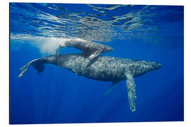 Magnettafel Buckelwal mit Kalb