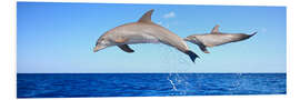 Foam board print Bottlenose dolphins