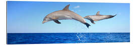 Gallery print Bottlenose dolphins