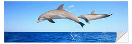 Selvklebende plakat Bottlenose dolphins