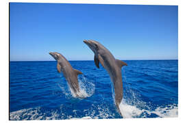 Aluminium print Bottlenose dolphins