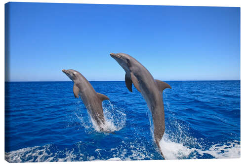 Tableau sur toile Grands dauphins