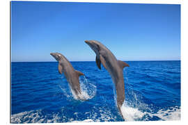 Galleriataulu Bottlenose dolphins