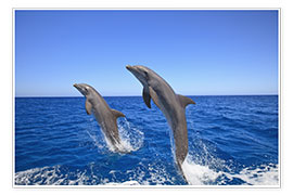 Veggbilde  Bottlenose dolphins - Stuart Westmorland