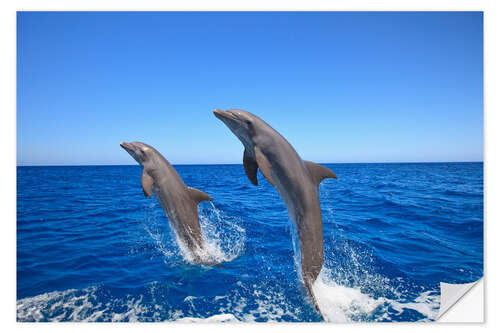 Vinilo para la pared Delfines nariz de botella