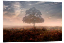 Acrylic print New Forest
