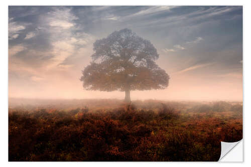 Sisustustarra New Forest